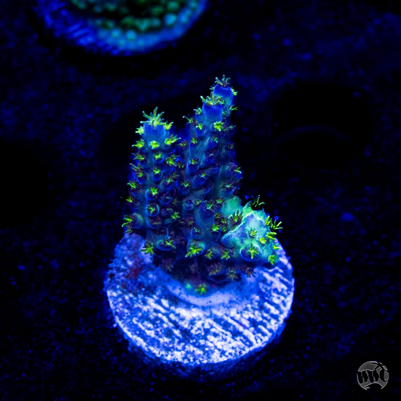 WWC Aussie Special Acropora