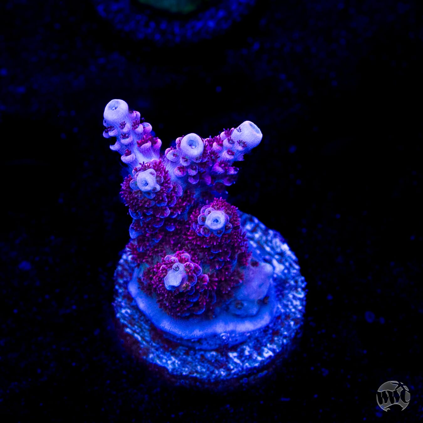 WWC Ruby Runner Acropora