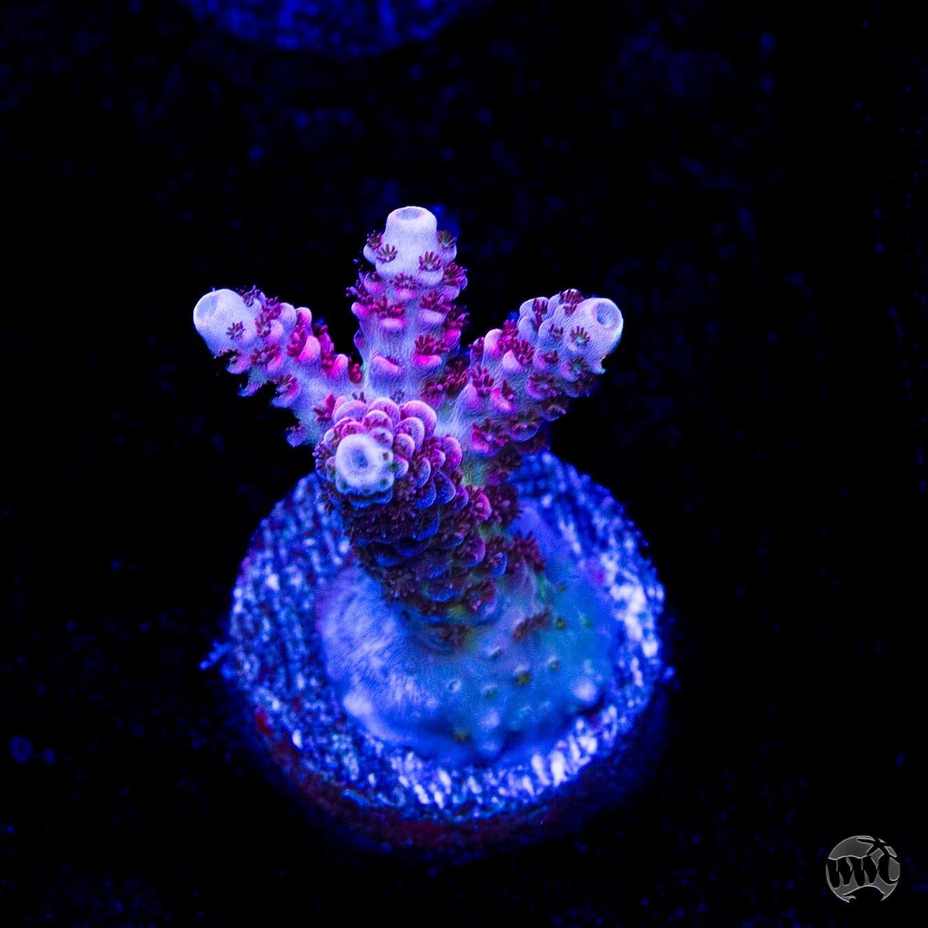 WWC Ruby Runner Acropora