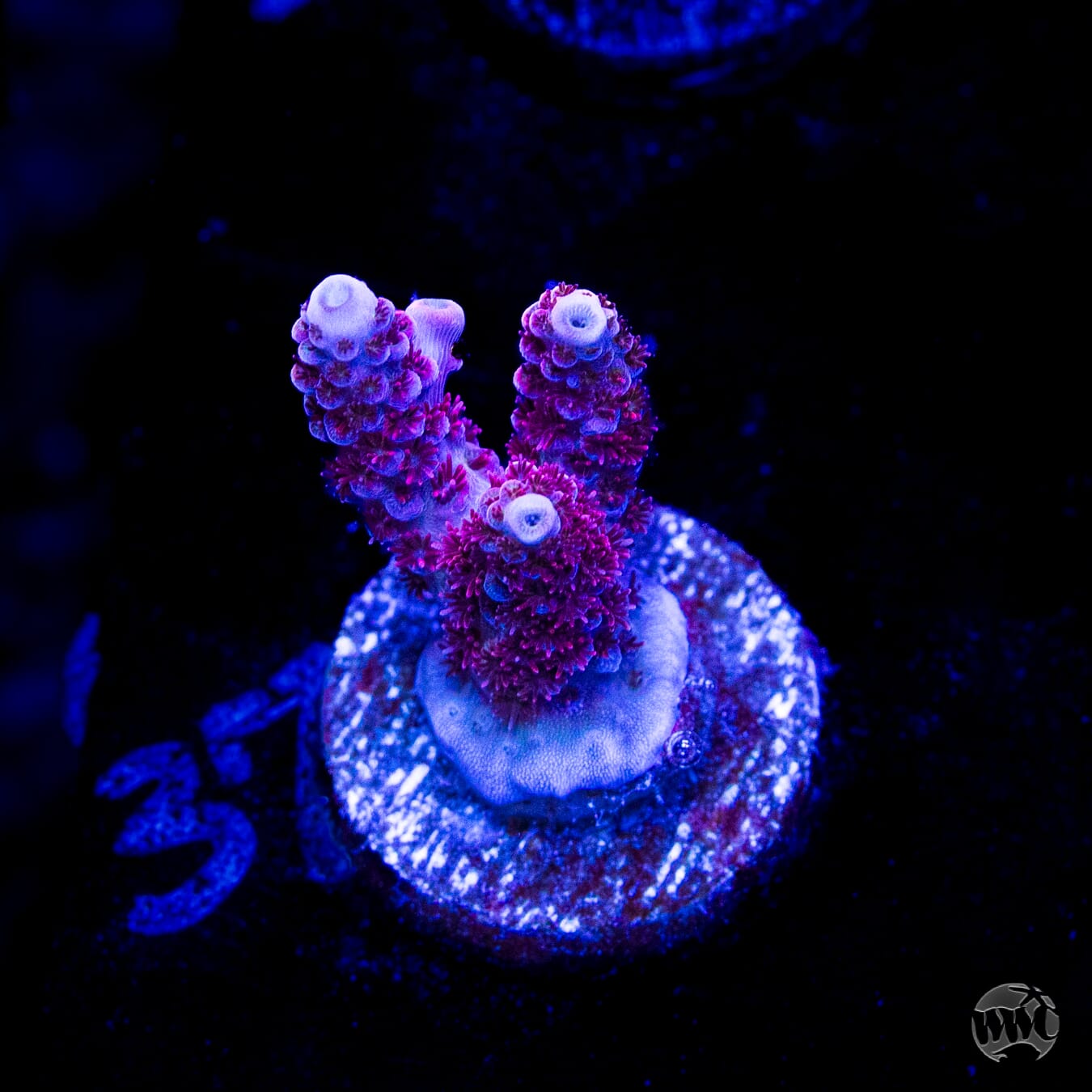 WWC Ruby Runner Acropora