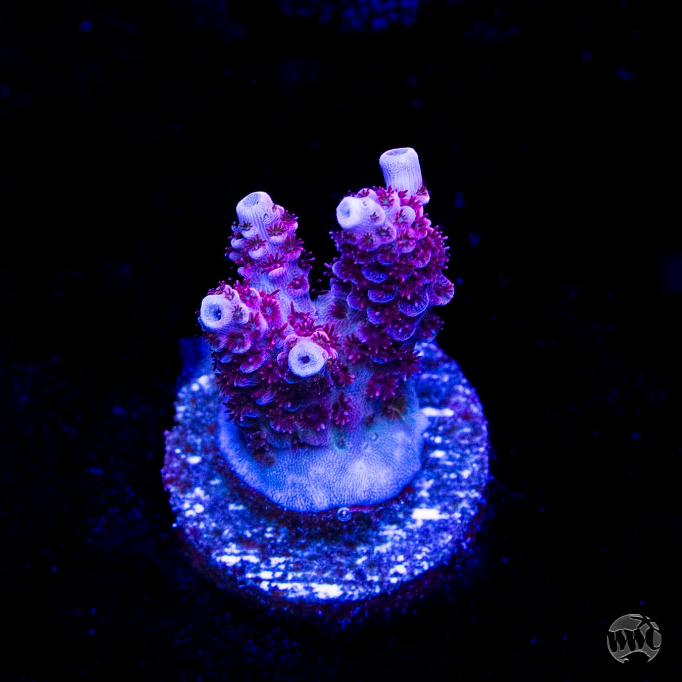 WWC Ruby Runner Acropora