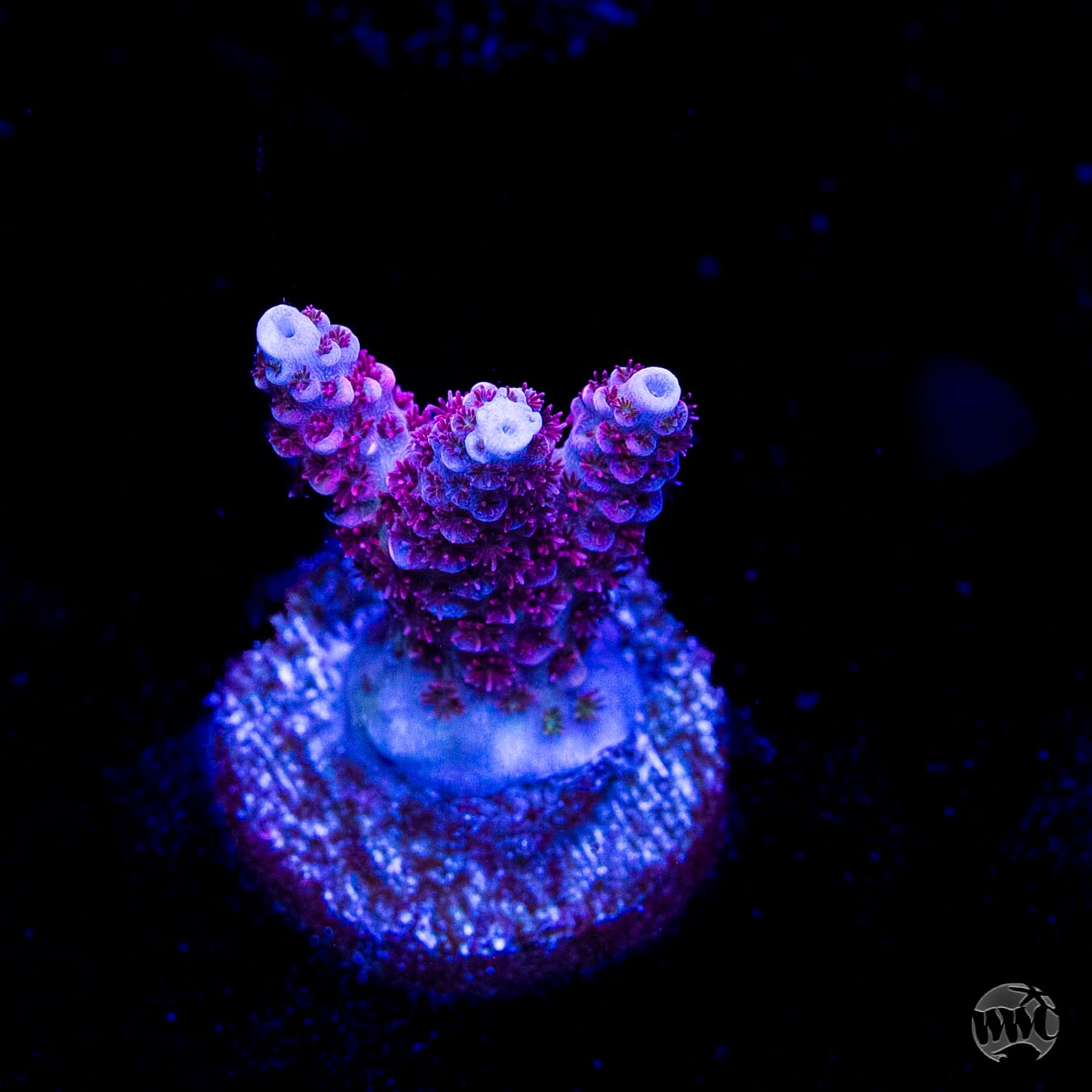 WWC Ruby Runner Acropora