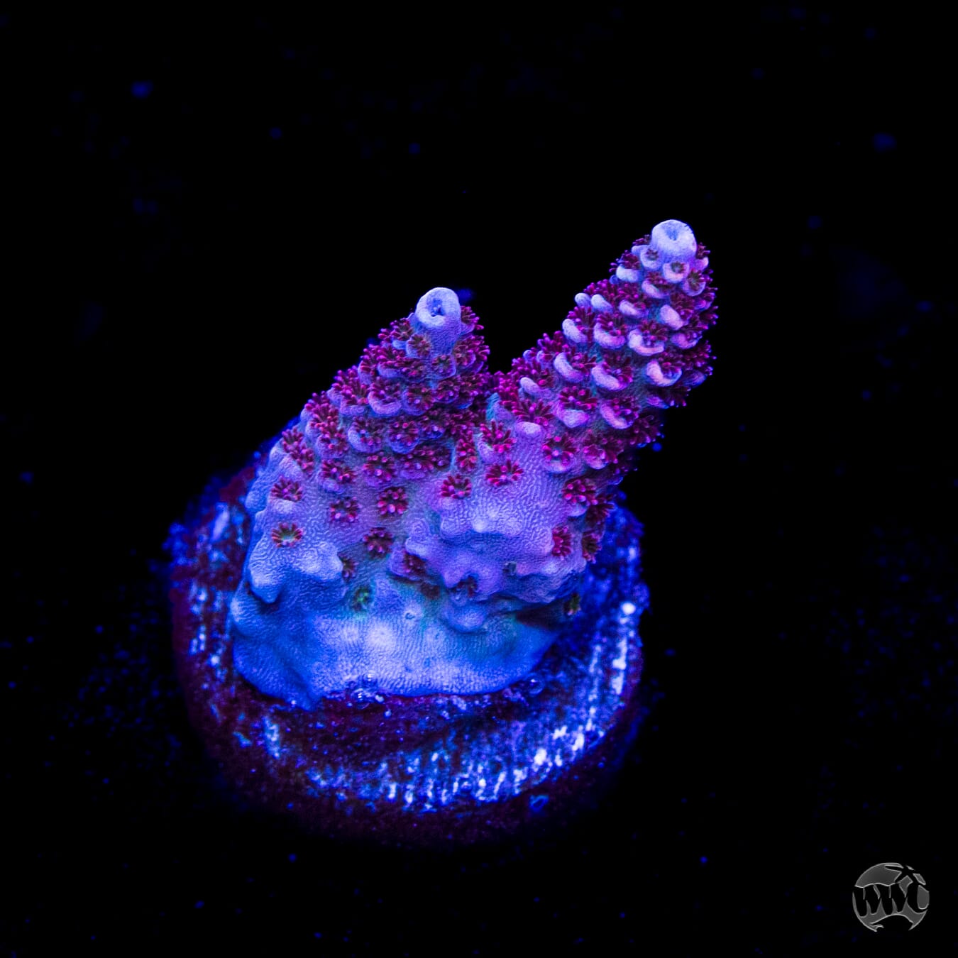 WWC Ruby Runner Acropora