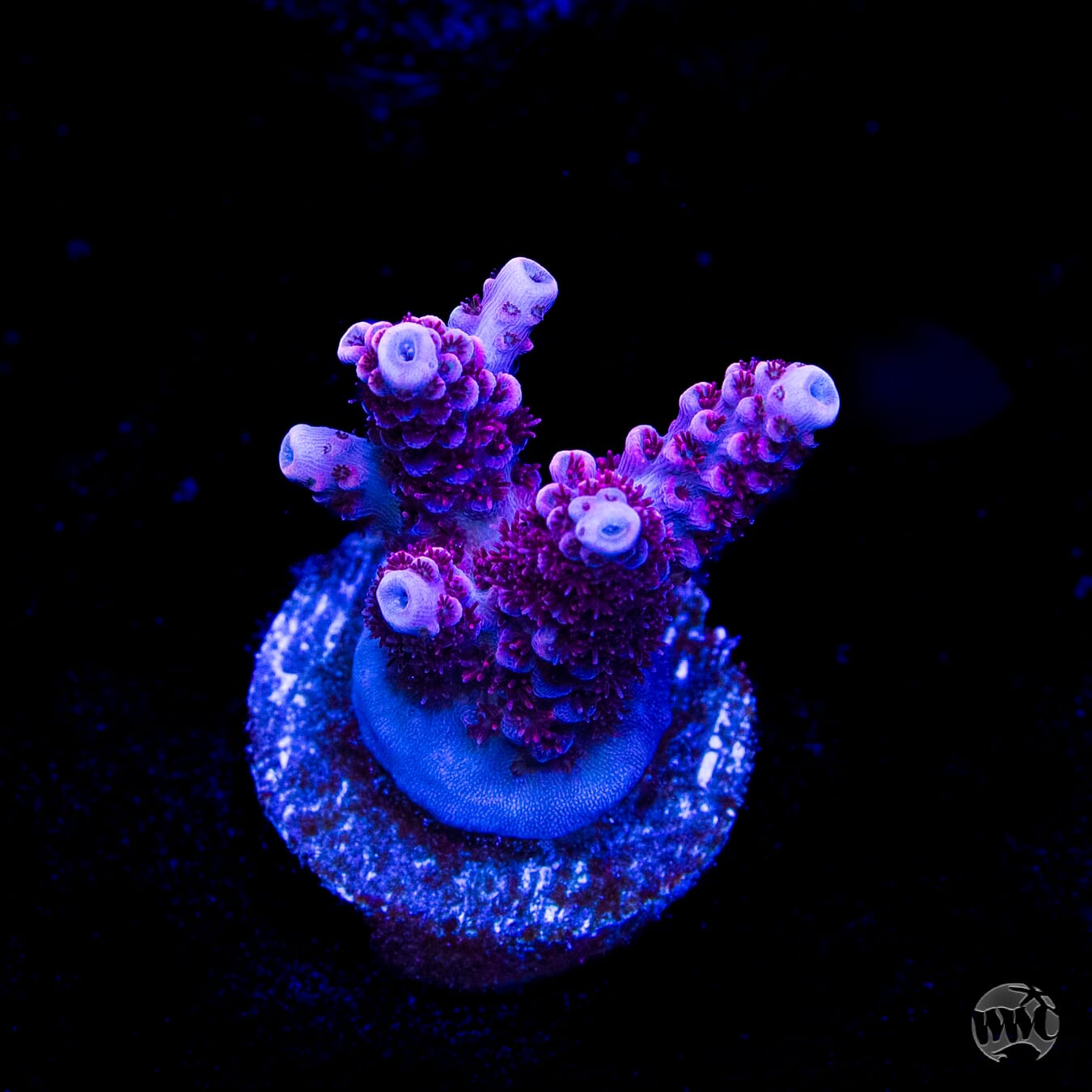WWC Ruby Runner Acropora