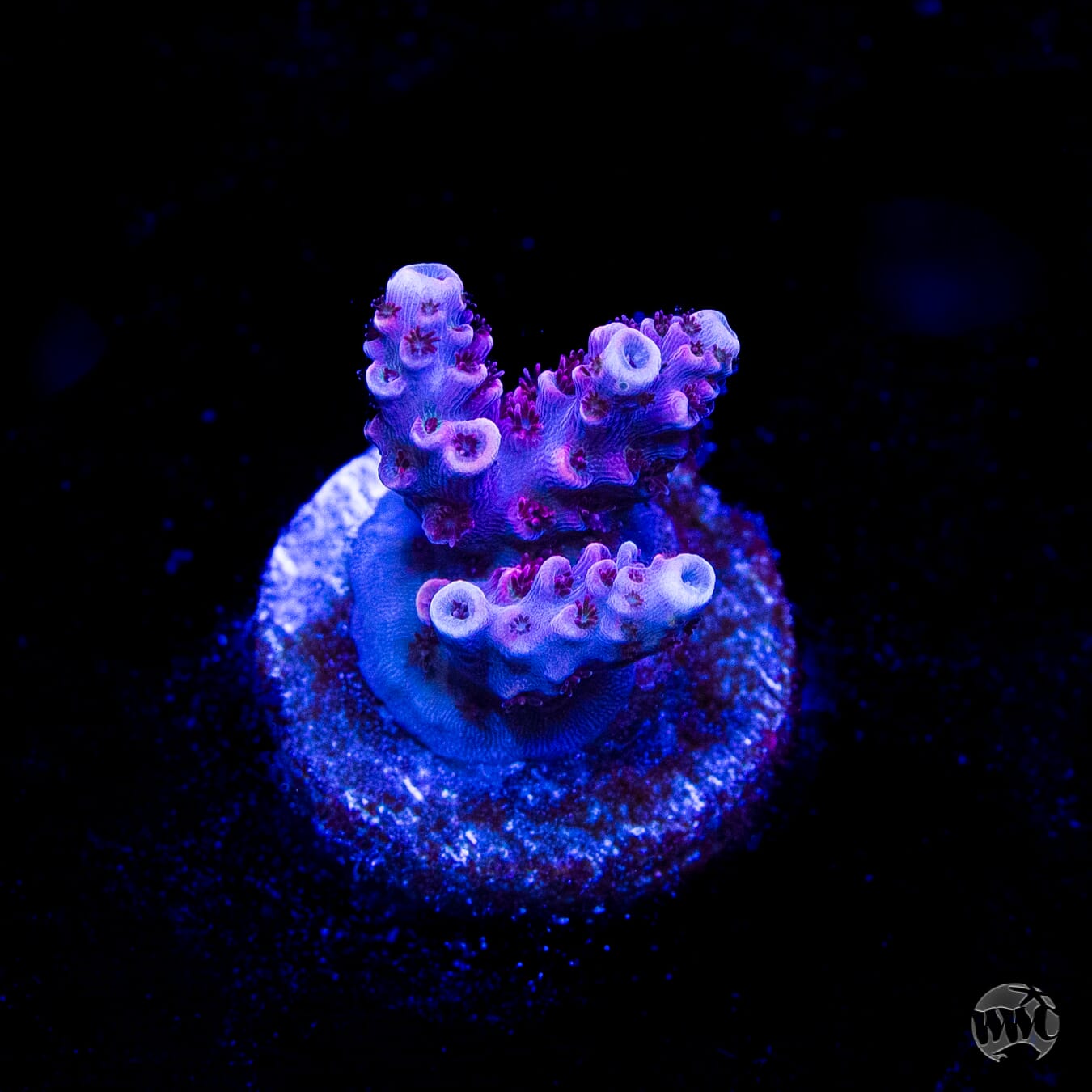 WWC Ruby Runner Acropora