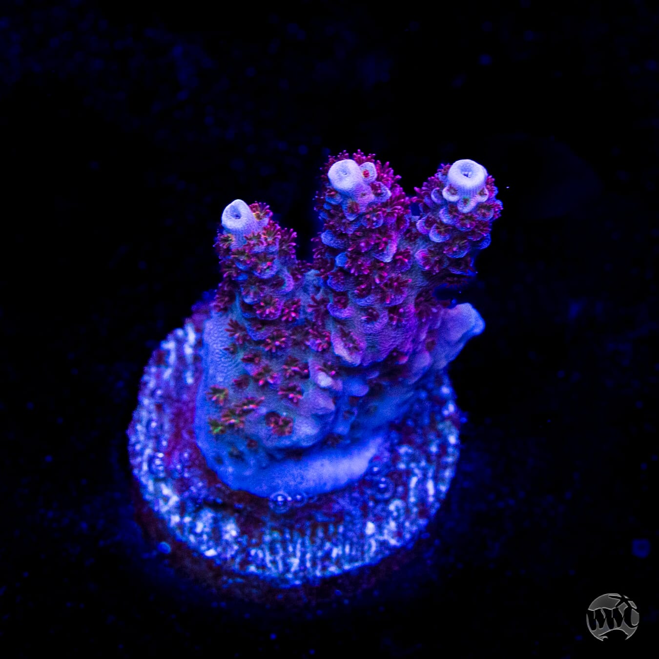 WWC Ruby Runner Acropora