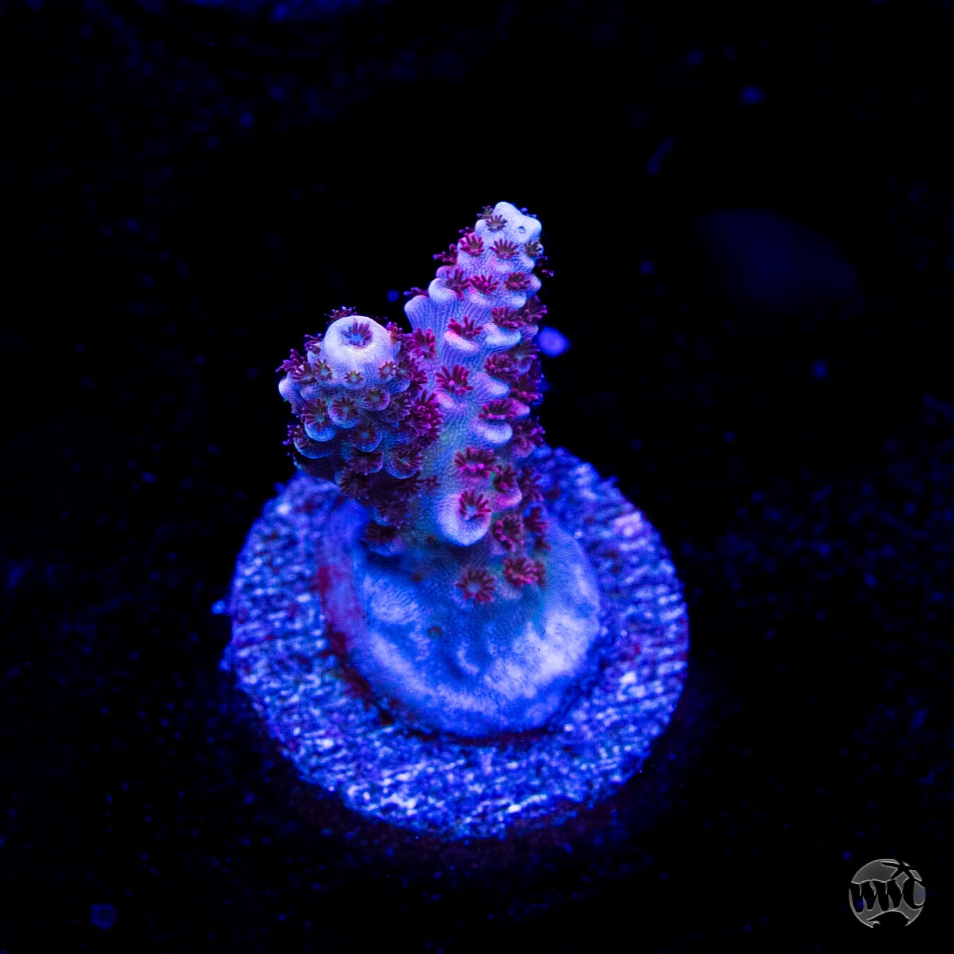 WWC Ruby Runner Acropora