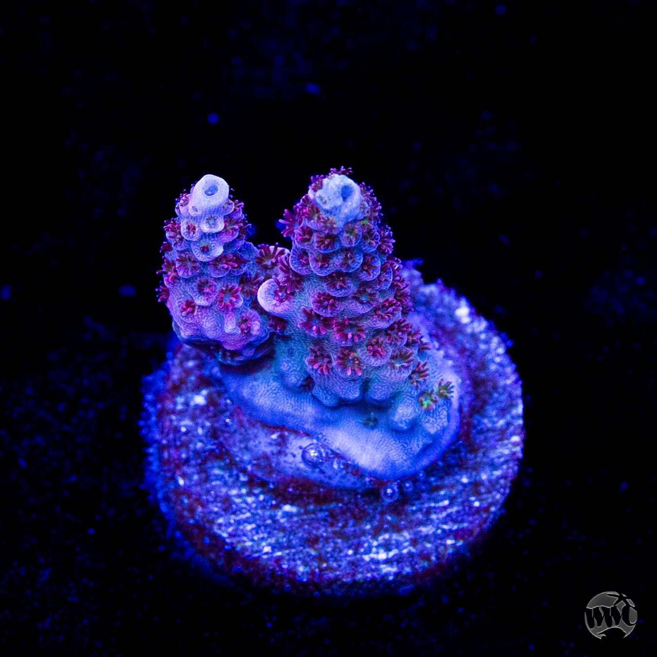 WWC Ruby Runner Acropora