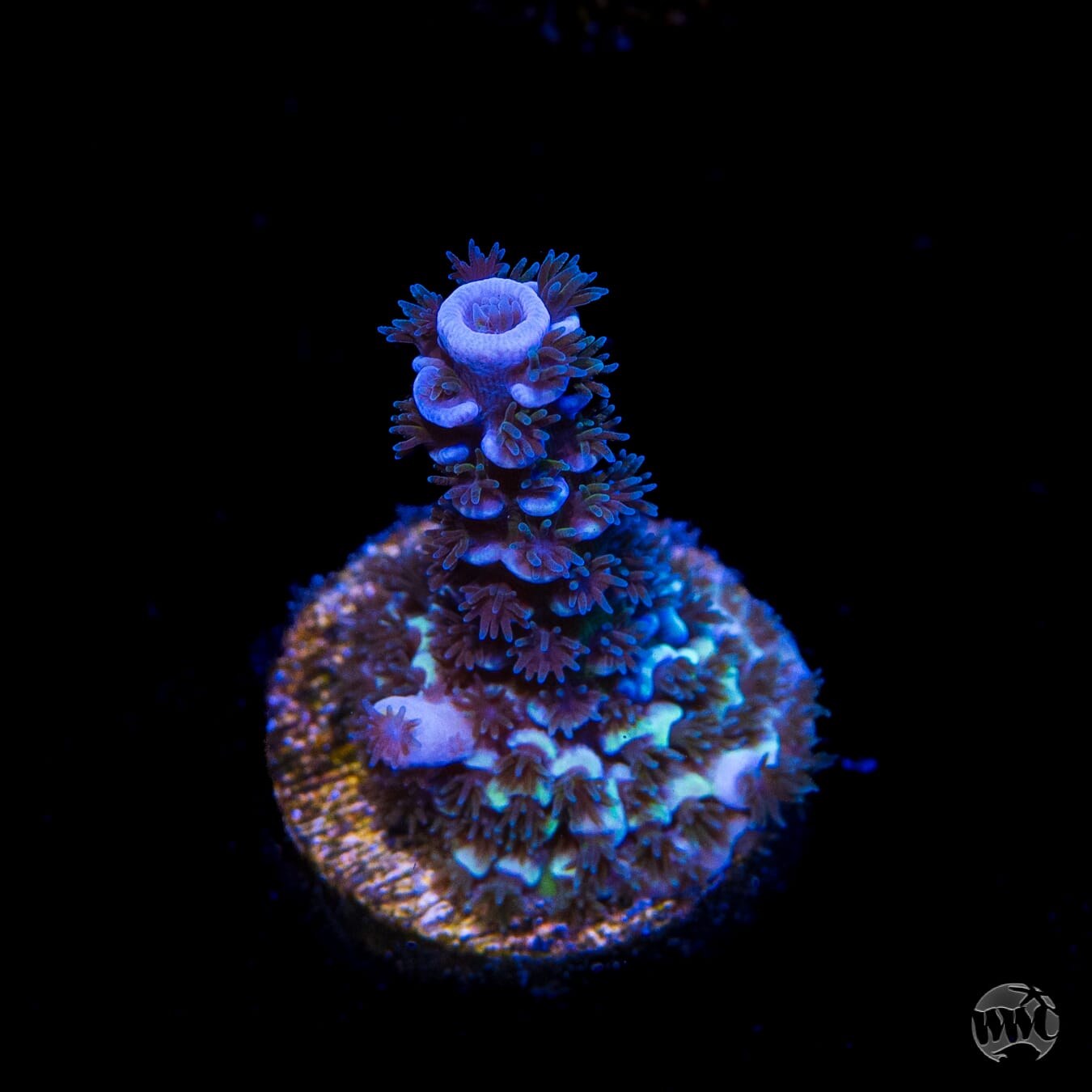 WWC Shaggy Dog Tenuis Acropora
