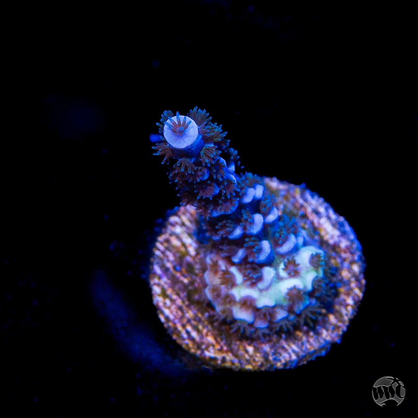 WWC Shaggy Dog Tenuis Acropora