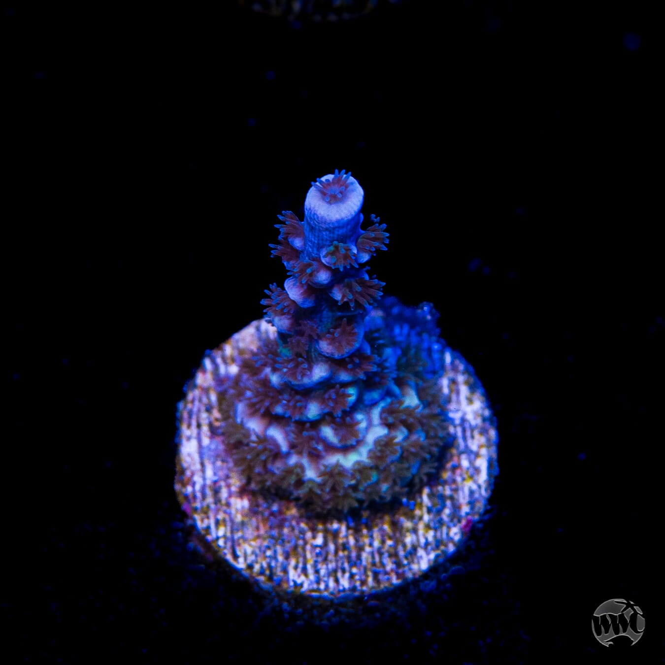 WWC Shaggy Dog Tenuis Acropora