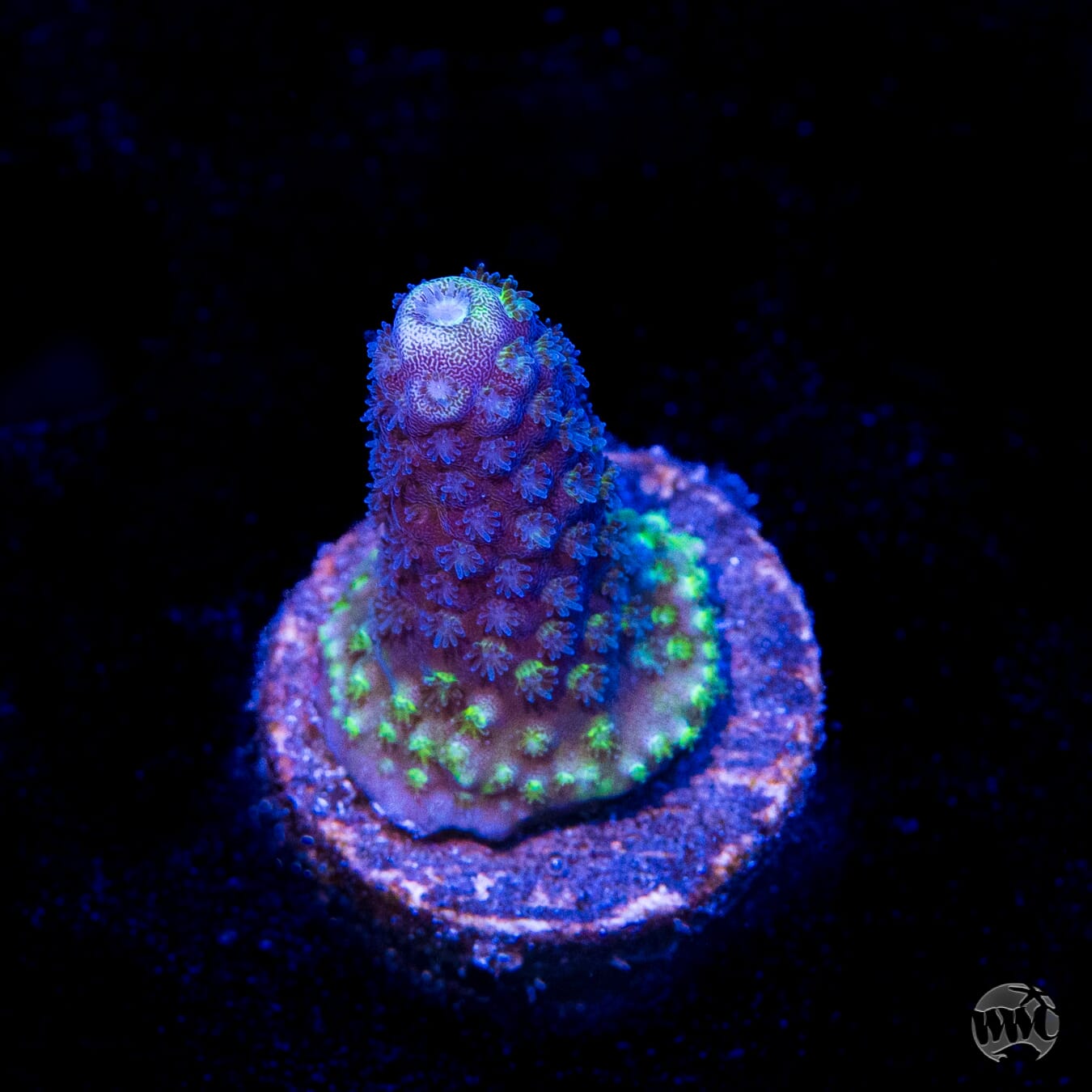 WWC Nuclear Grapes Acropora