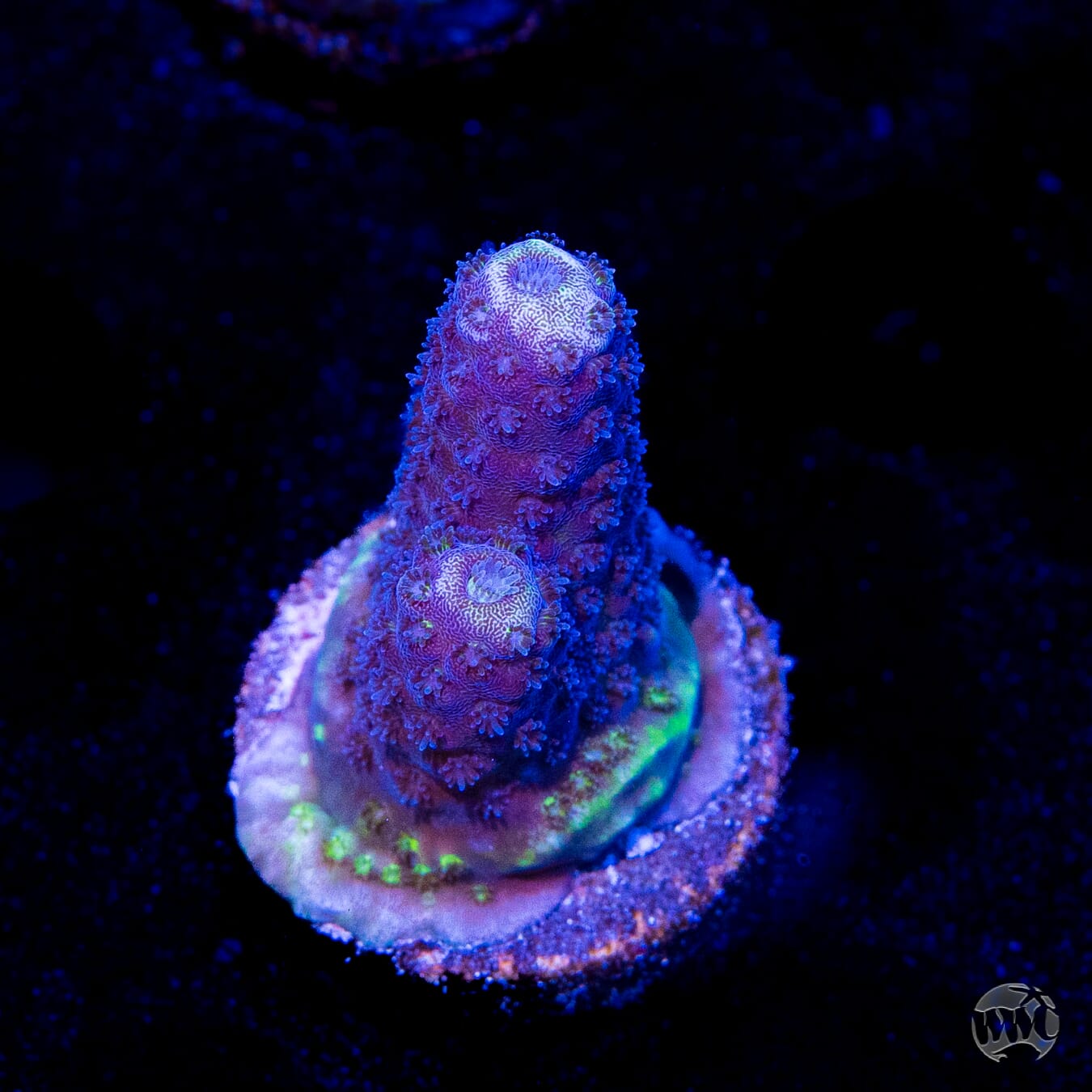 WWC Nuclear Grapes Acropora