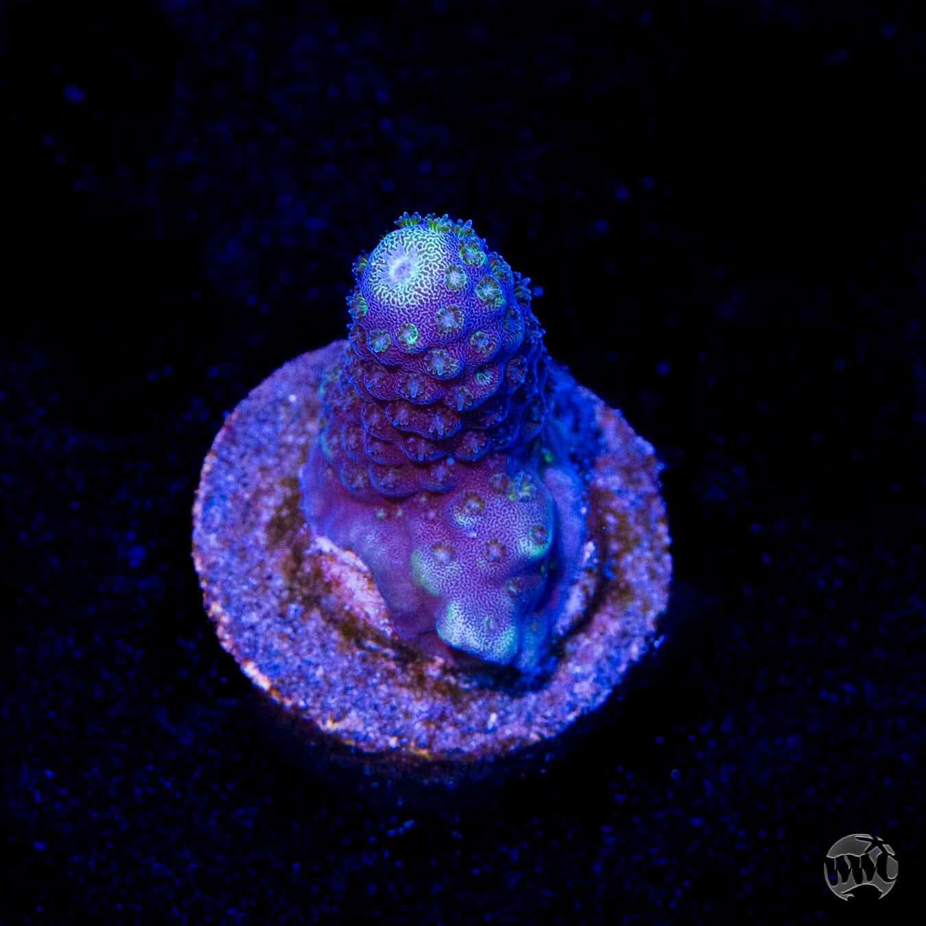WWC Nuclear Grapes Acropora
