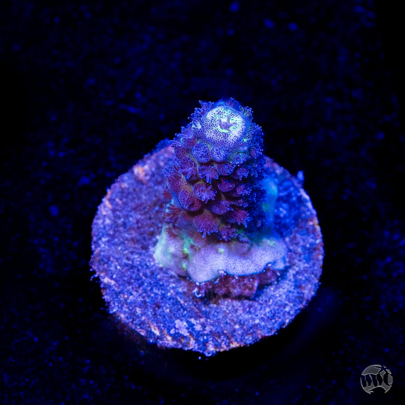 WWC Nuclear Grapes Acropora