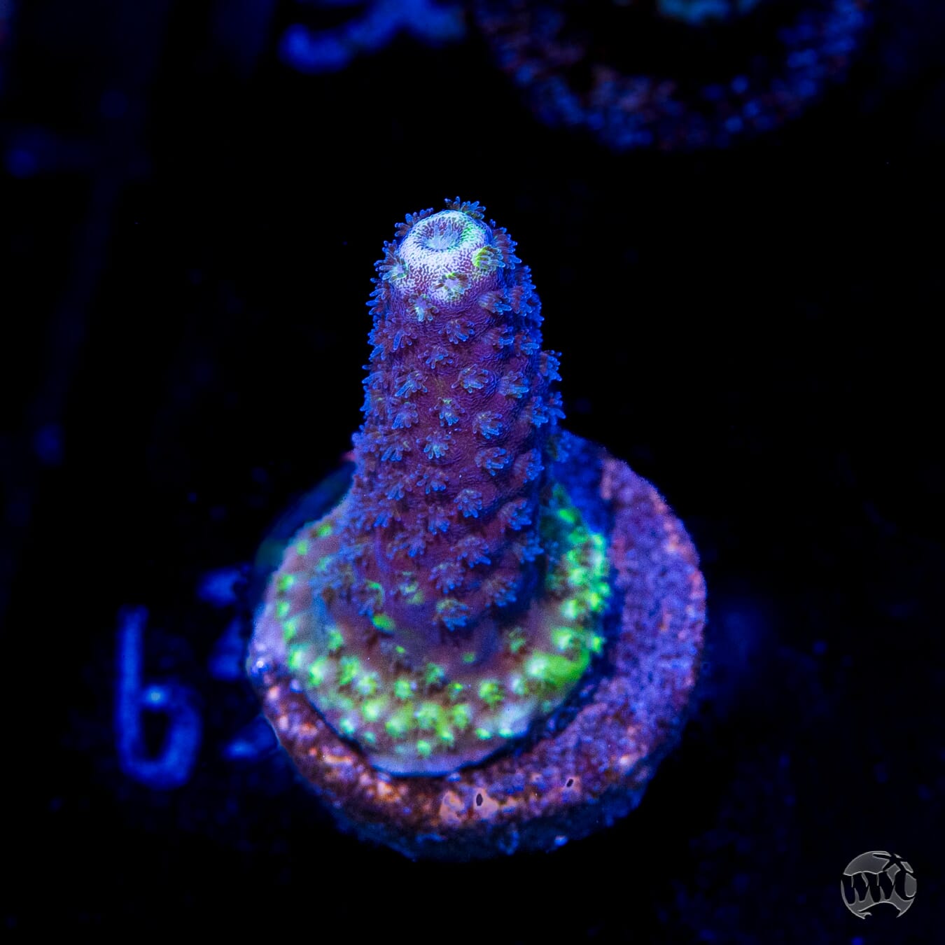 WWC Nuclear Grapes Acropora