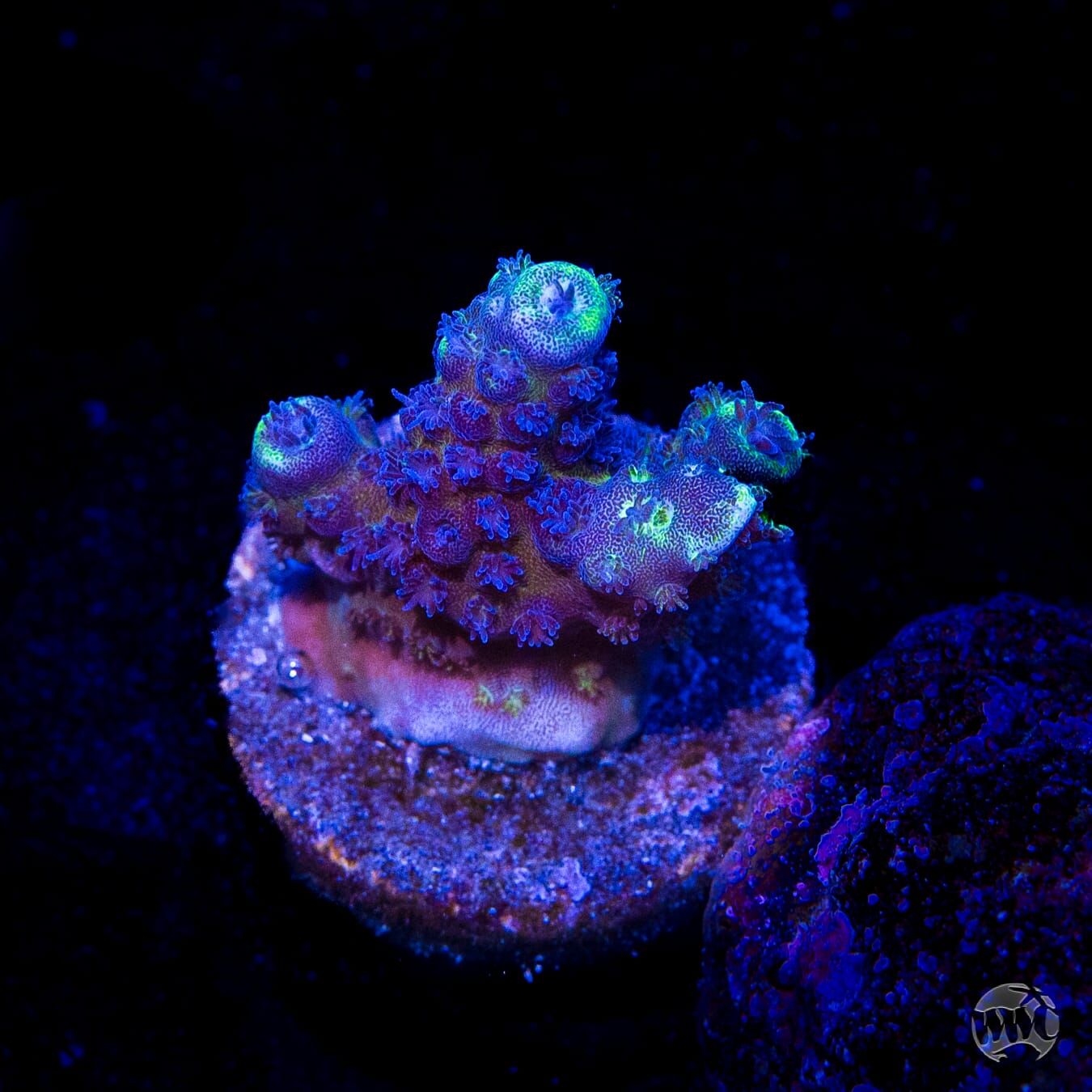 WWC Nuclear Grapes Acropora