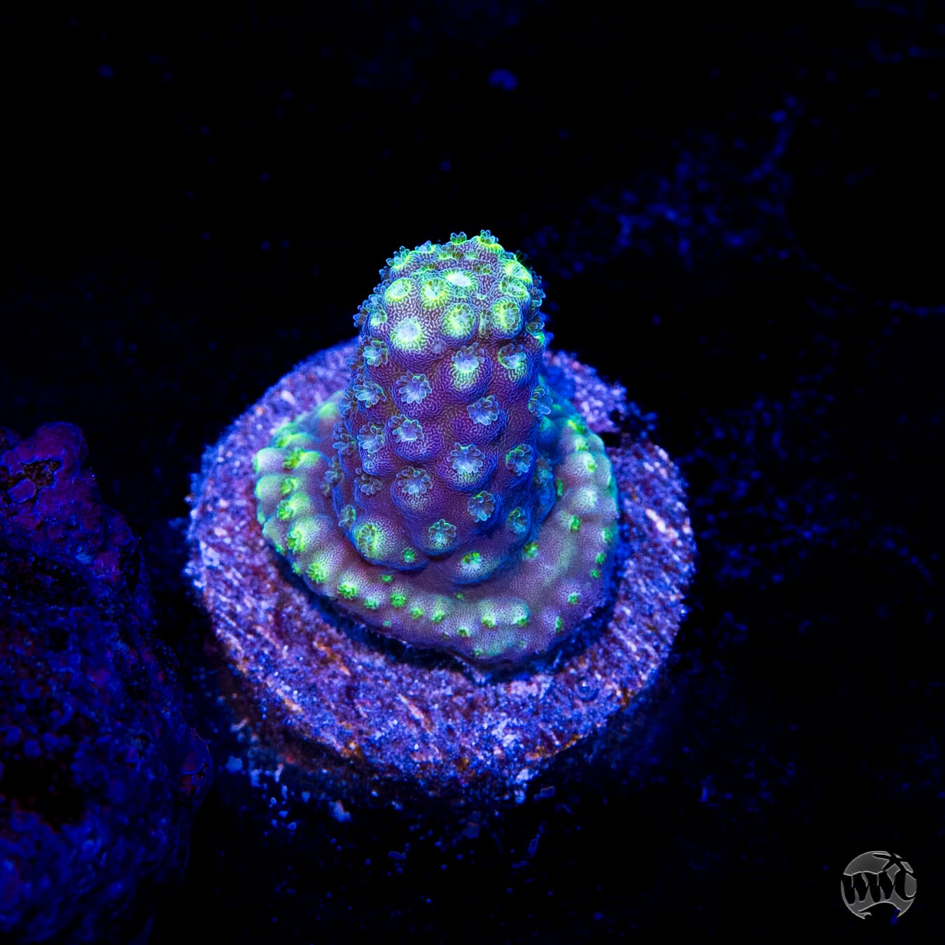 WWC Nuclear Grapes Acropora