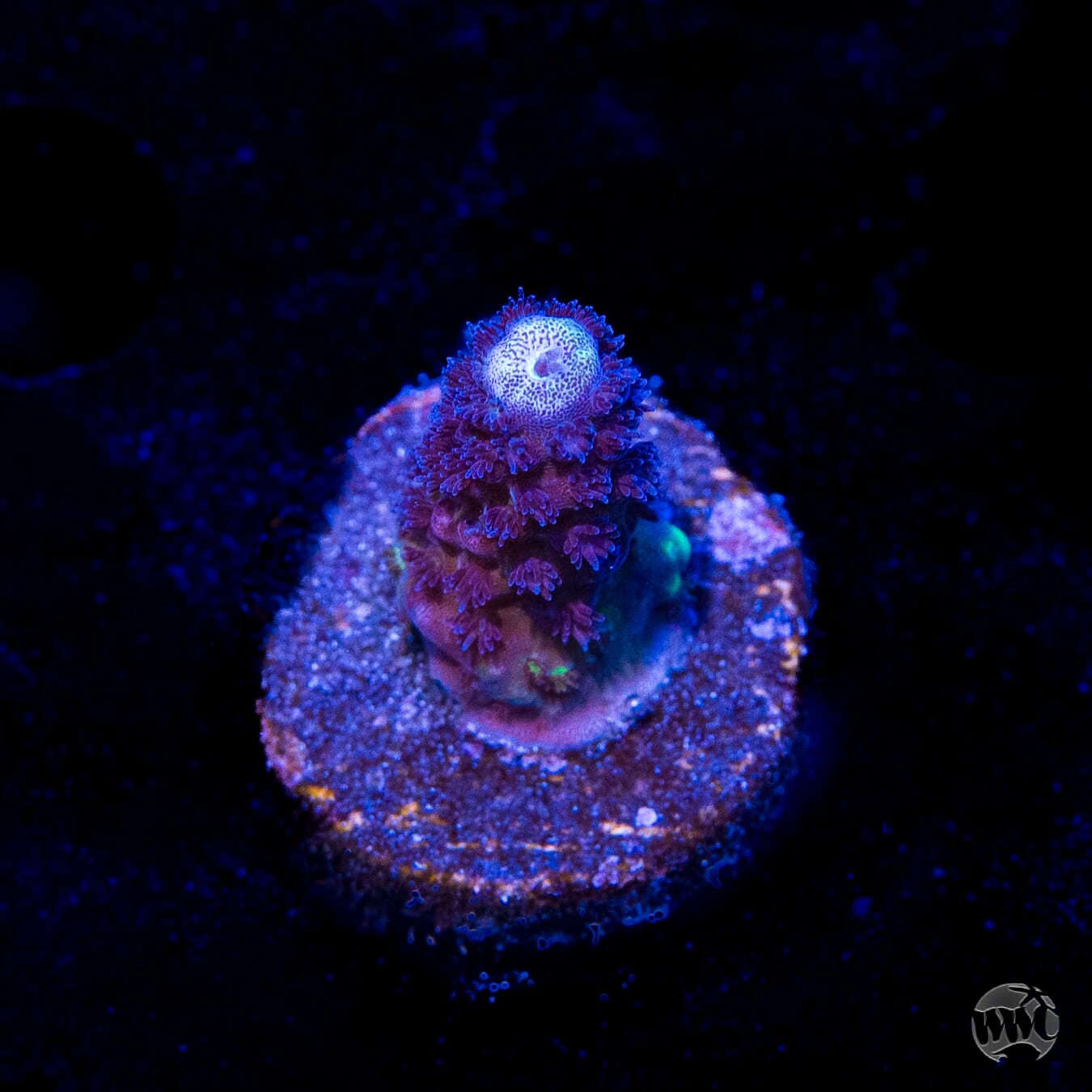 WWC Nuclear Grapes Acropora