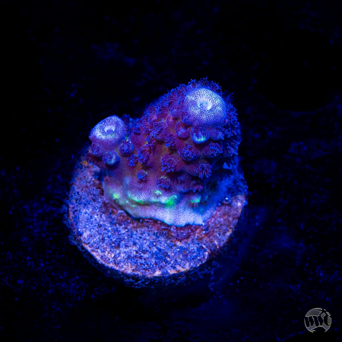 WWC Nuclear Grapes Acropora