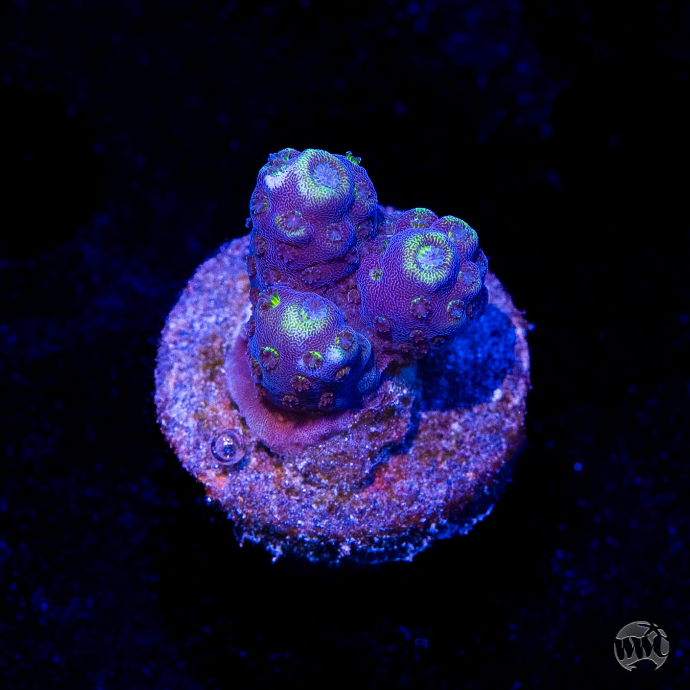 WWC Nuclear Grapes Acropora