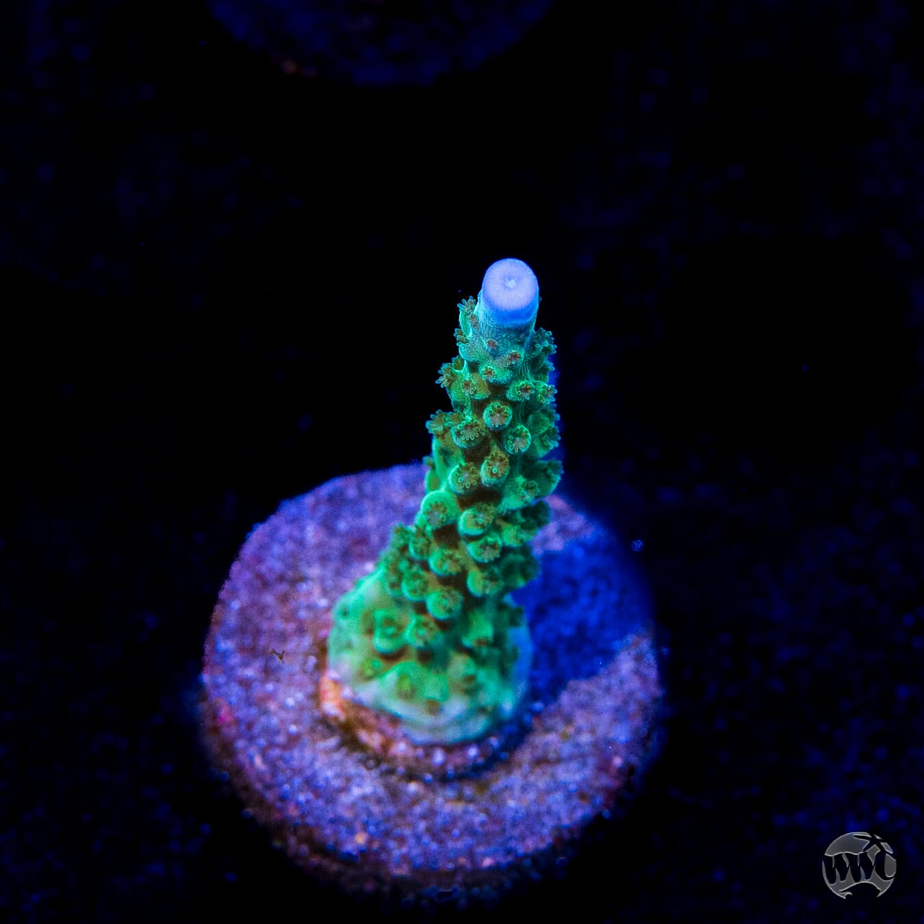 WWC Green Lightning Stag Acropora
