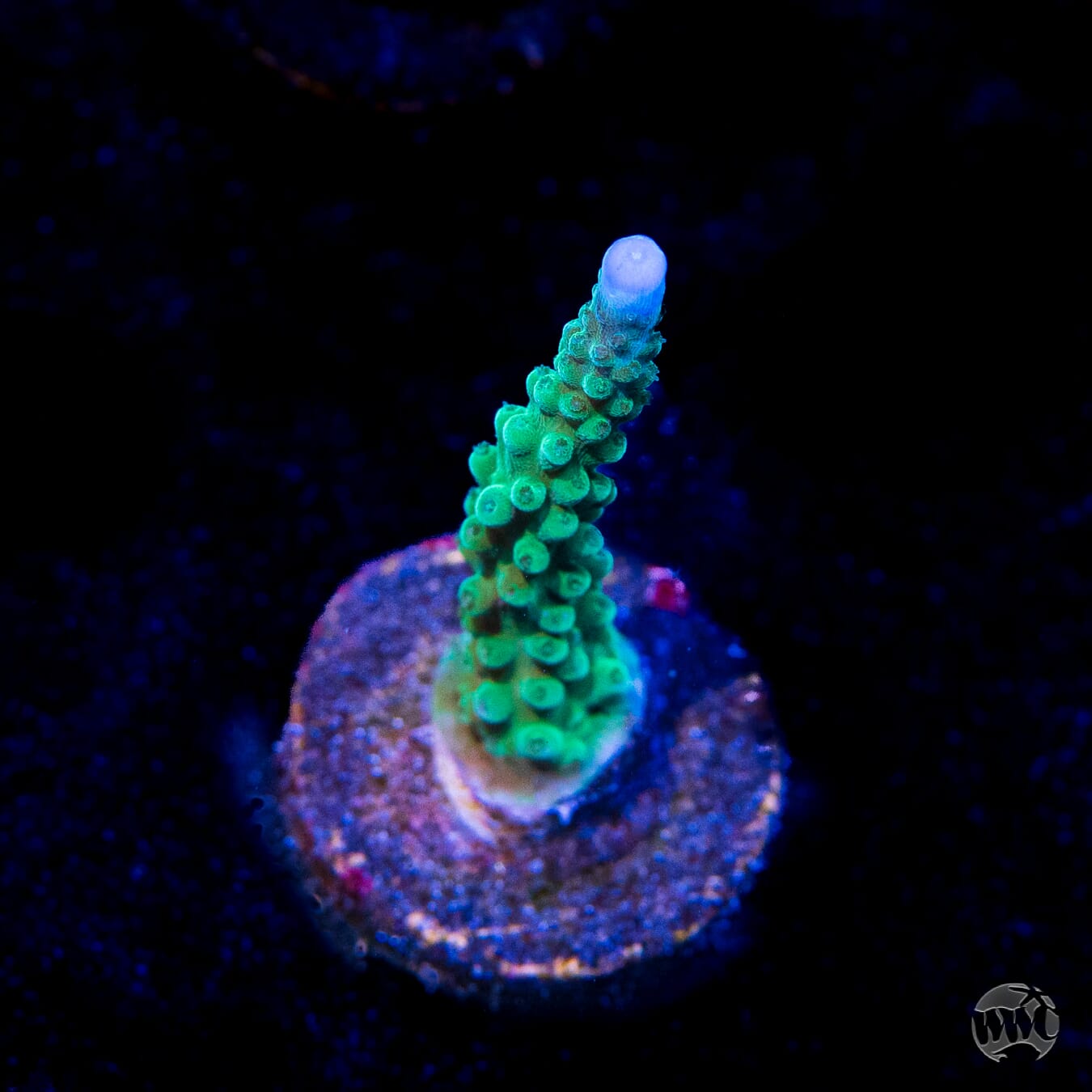 WWC Green Lightning Stag Acropora