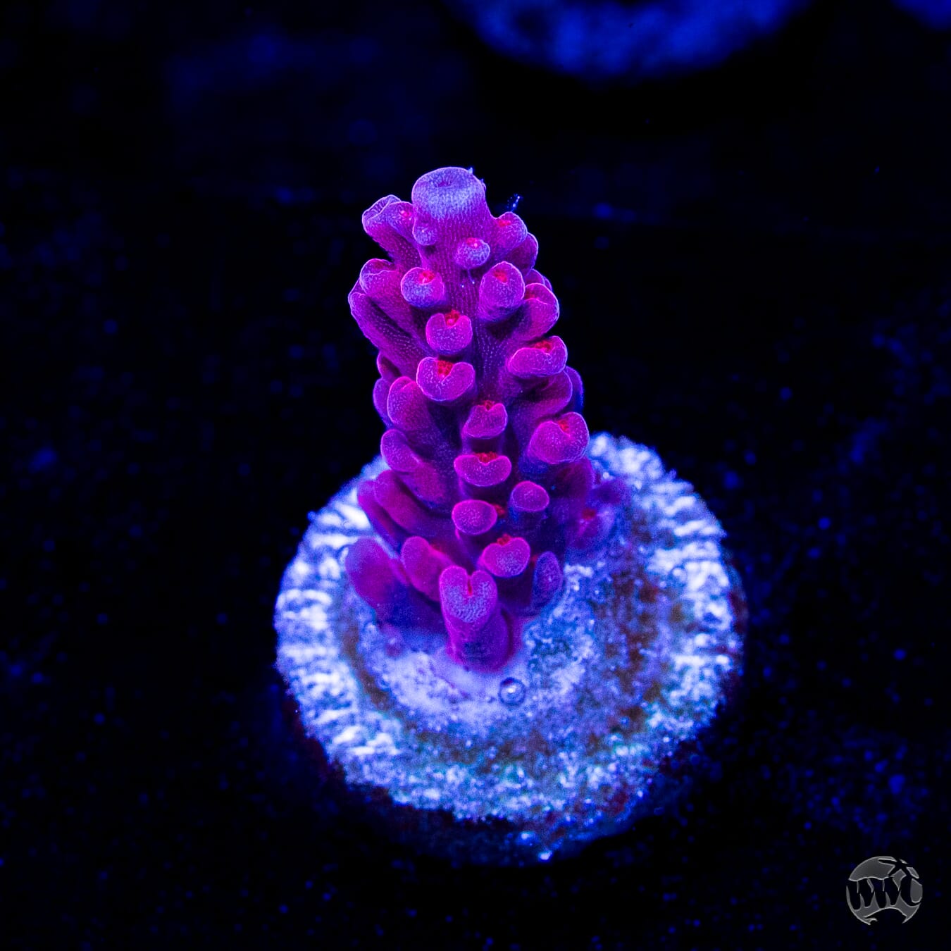 WWC Deep Purple Acropora