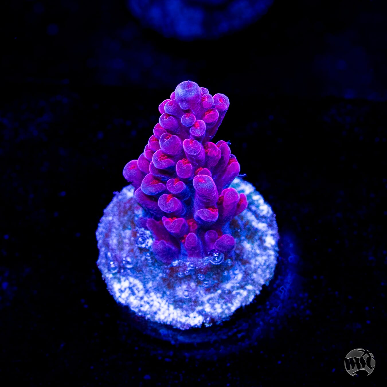 WWC Deep Purple Acropora
