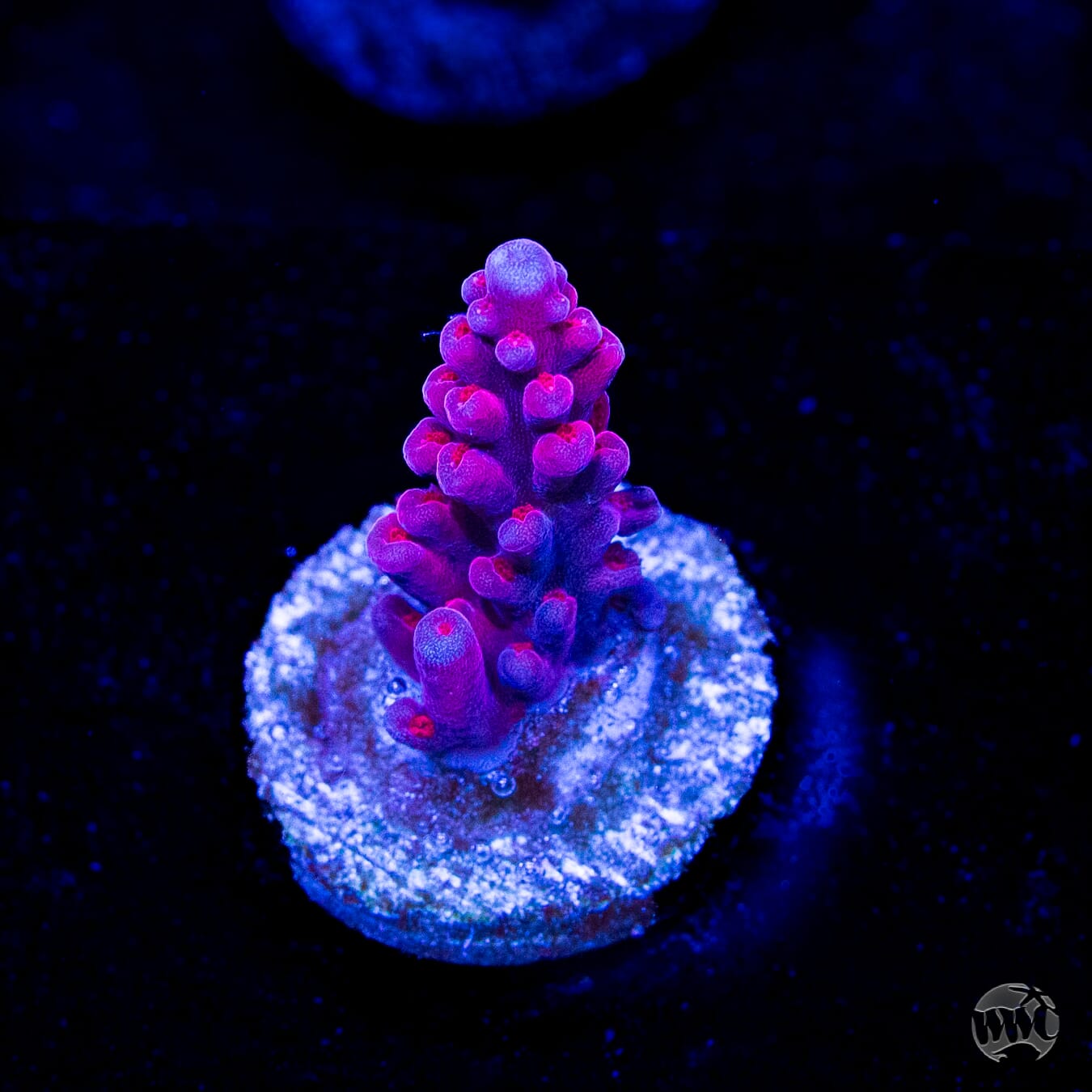 WWC Deep Purple Acropora