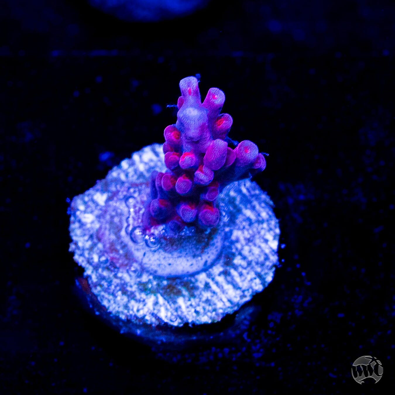 WWC Deep Purple Acropora