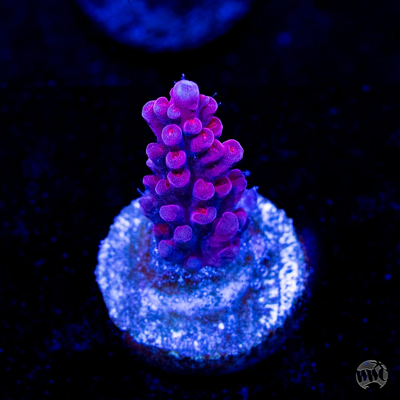 WWC Deep Purple Acropora