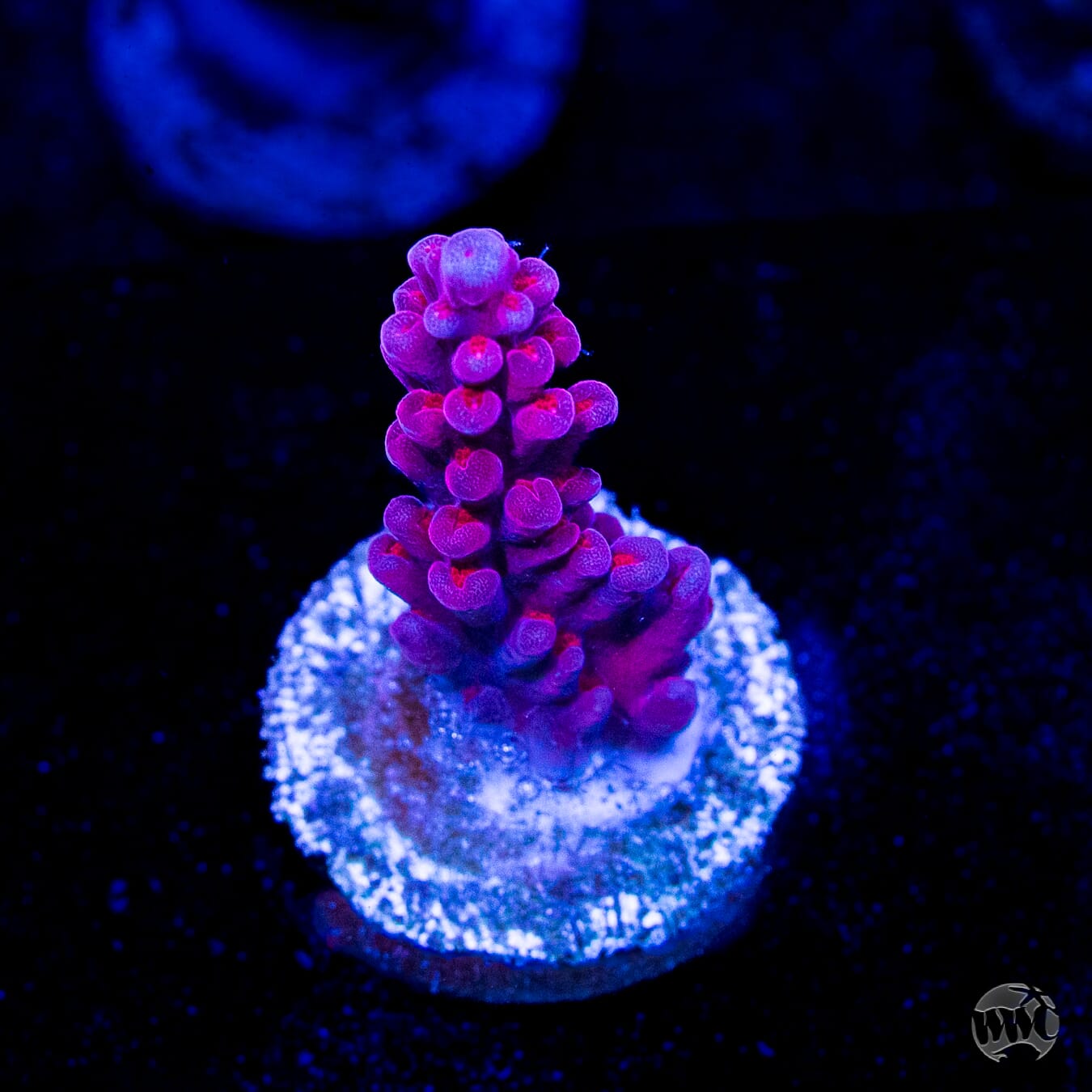 WWC Deep Purple Acropora