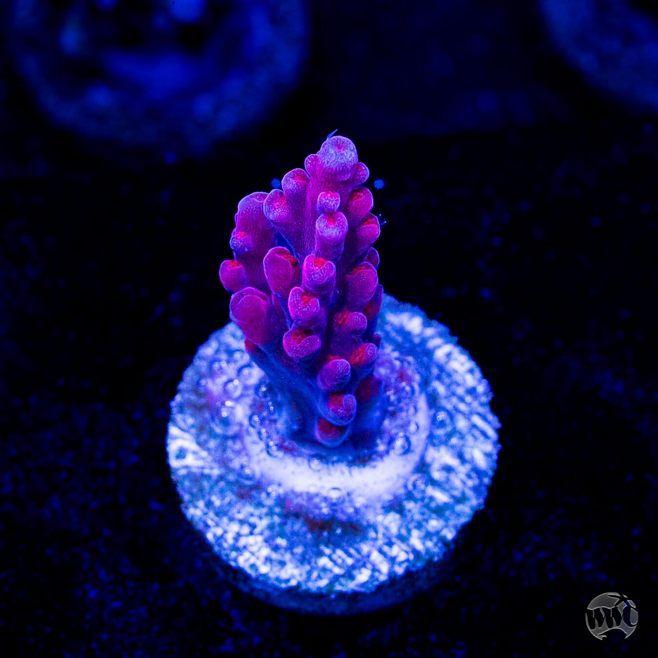 WWC Deep Purple Acropora