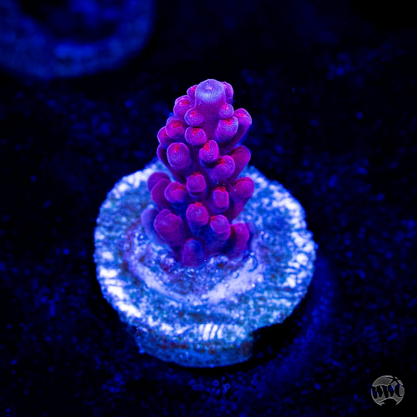 WWC Deep Purple Acropora