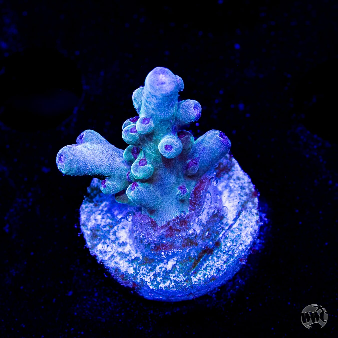 WWC Bluefin Granulosa Acropora