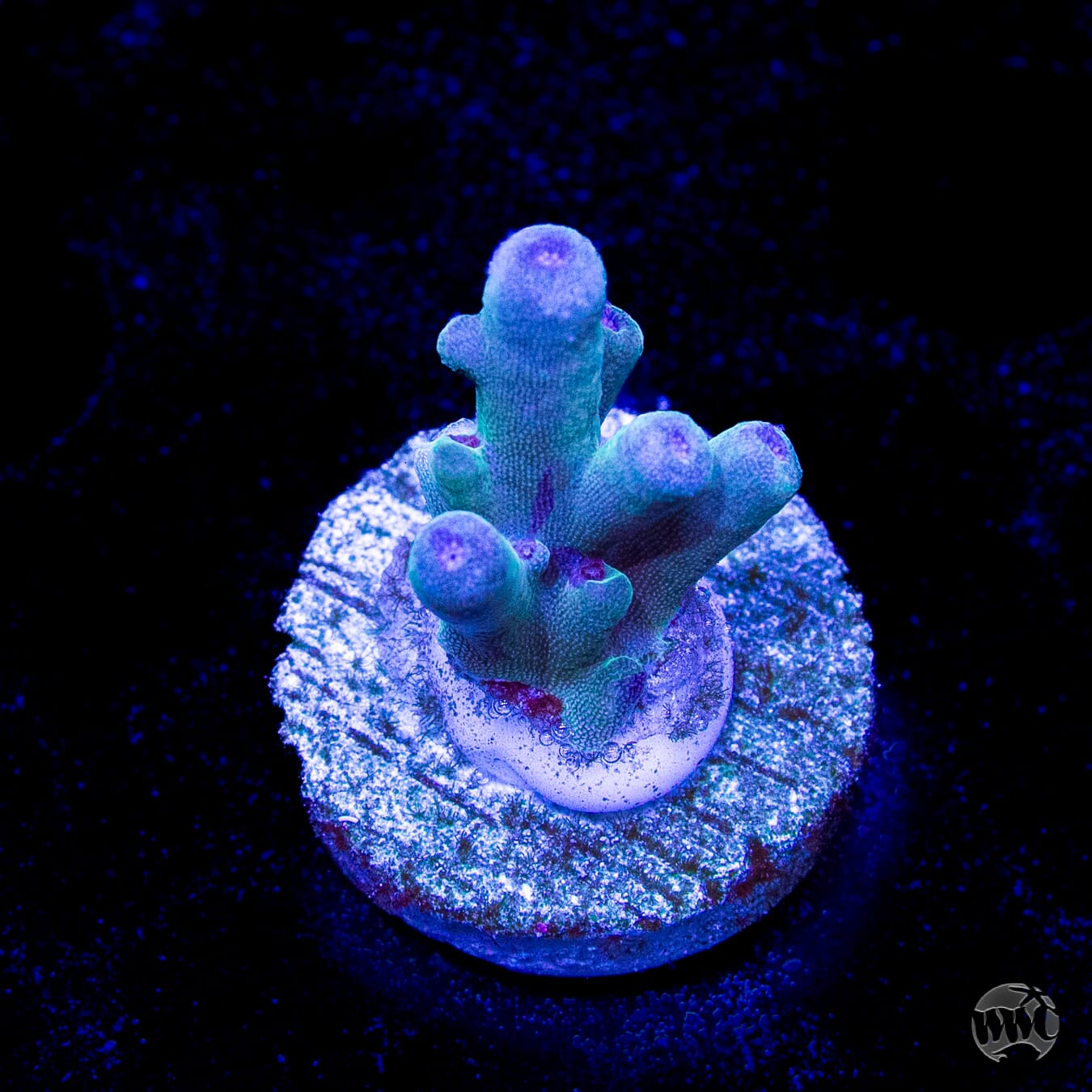 WWC Bluefin Granulosa Acropora