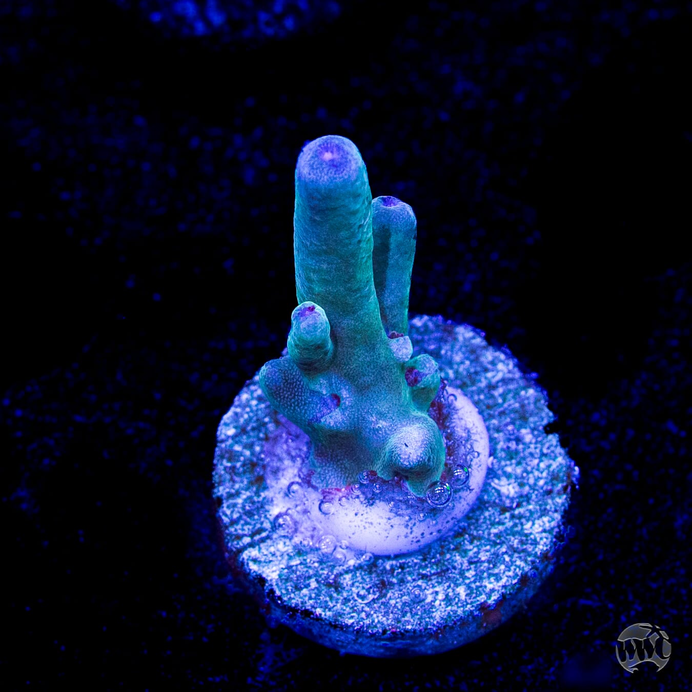 WWC Bluefin Granulosa Acropora