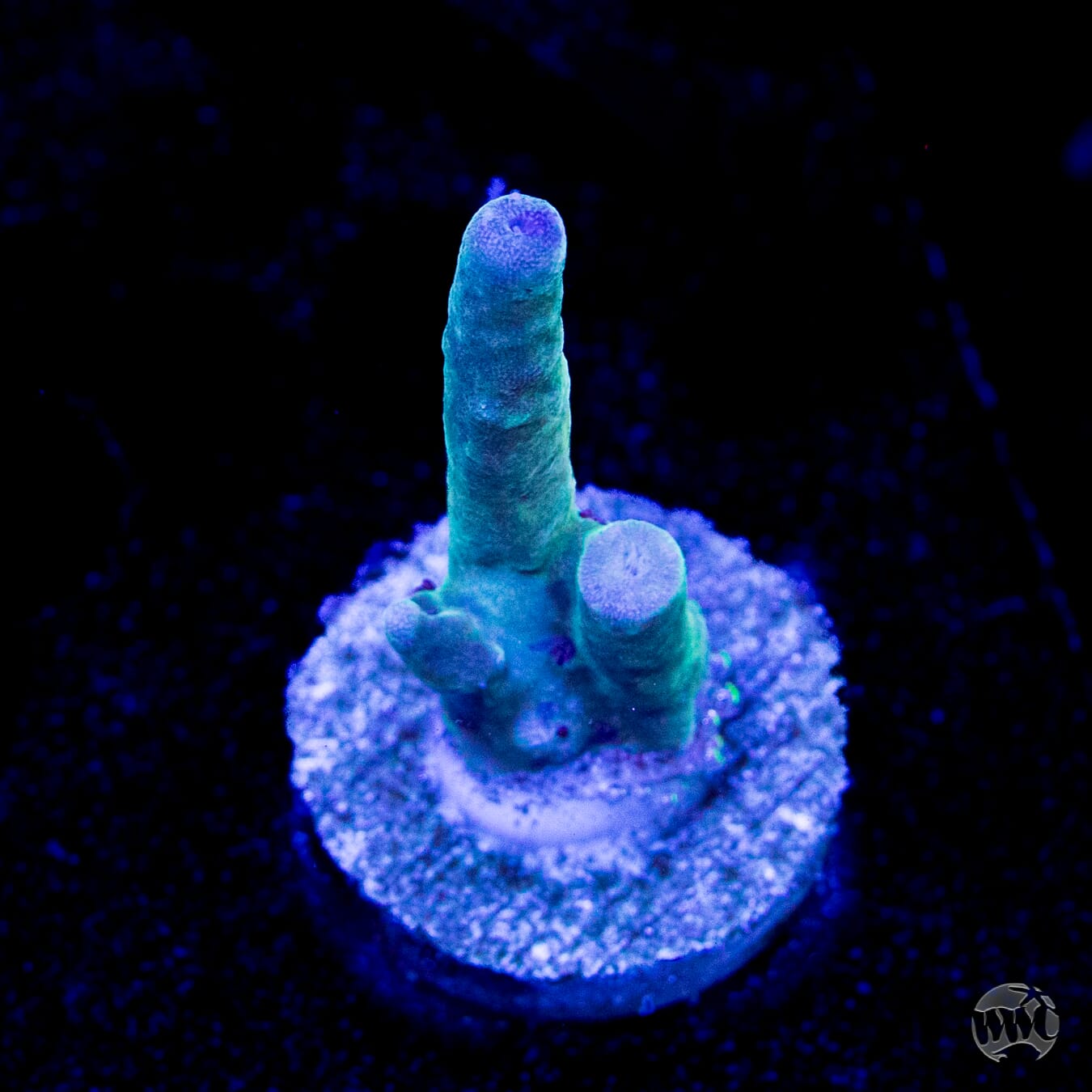 WWC Bluefin Granulosa Acropora