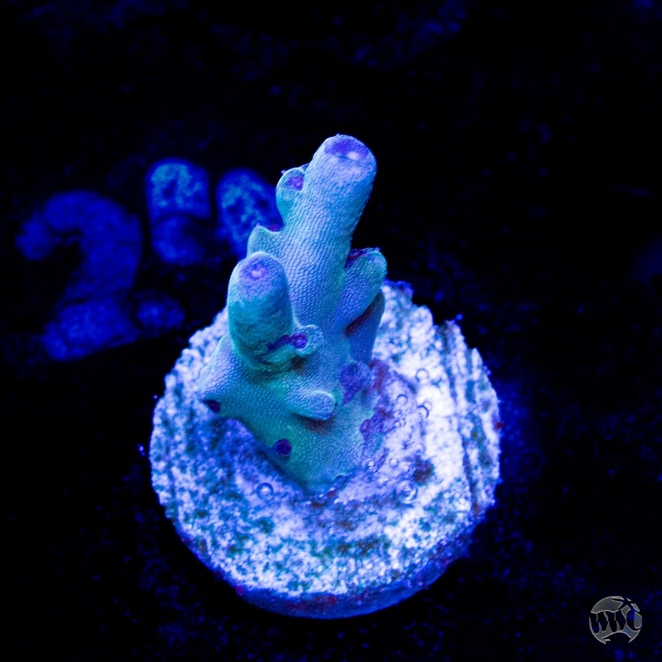 WWC Bluefin Granulosa Acropora
