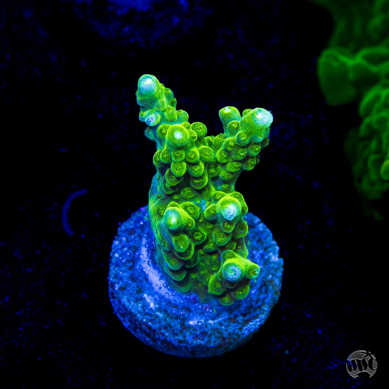 Castells Banana Table Acropora