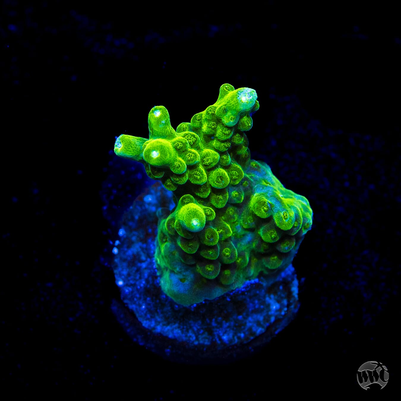 Castells Banana Table Acropora