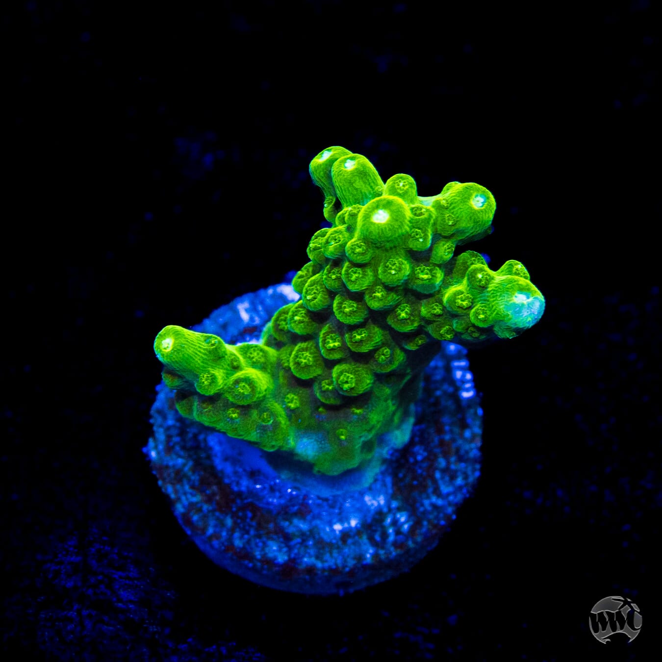 Castells Banana Table Acropora