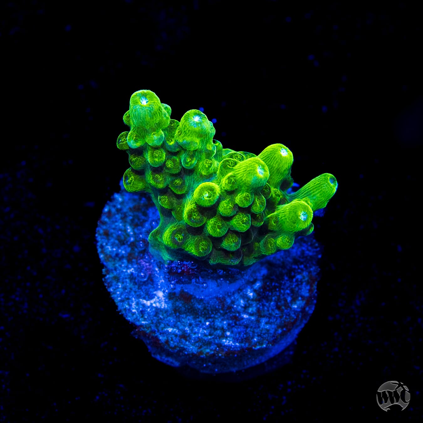 Castells Banana Table Acropora
