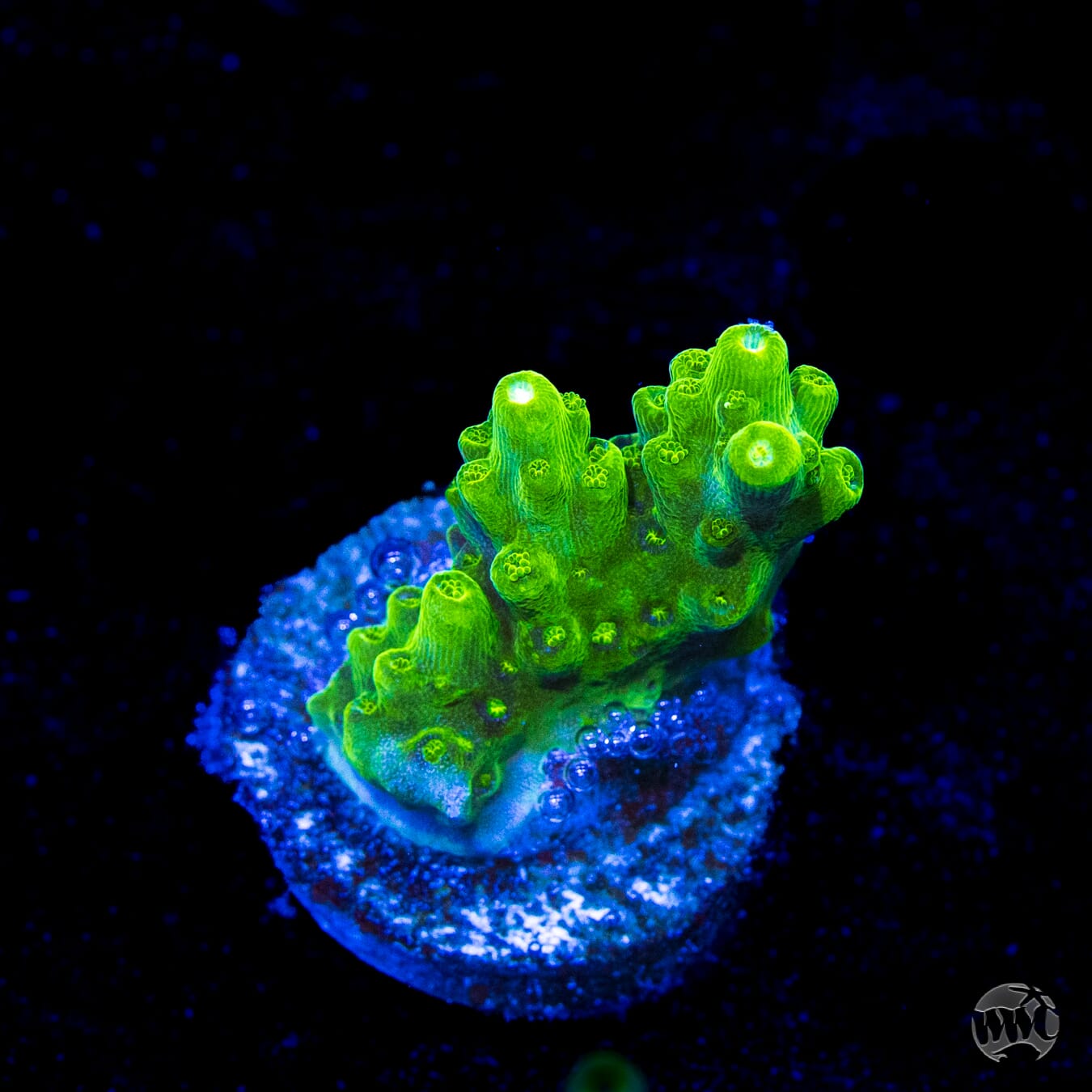 Castells Banana Table Acropora