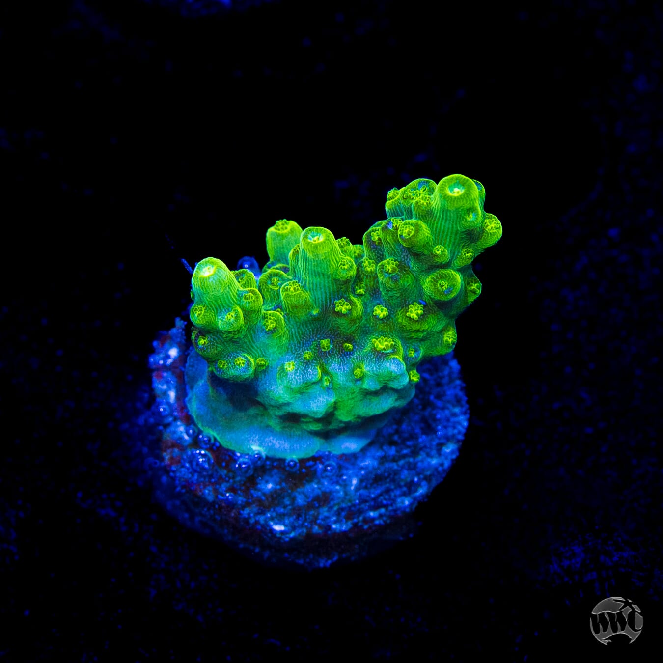 Castells Banana Table Acropora