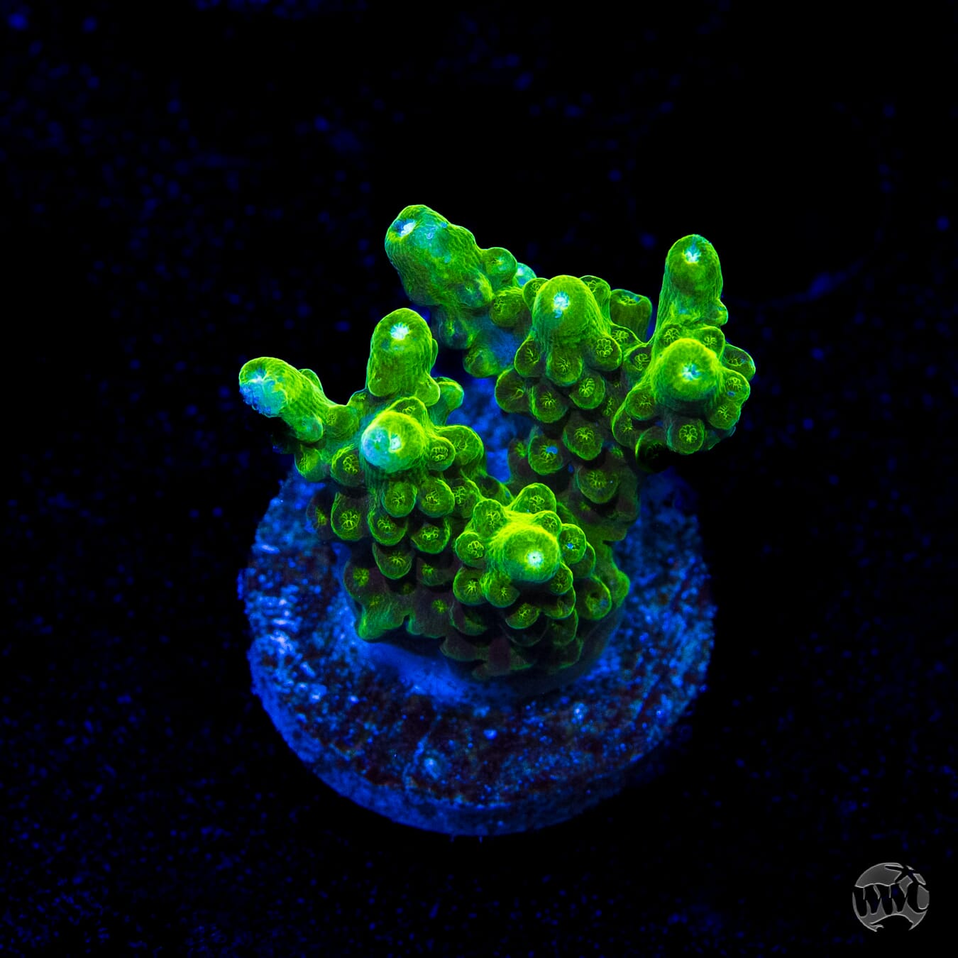 Castells Banana Table Acropora