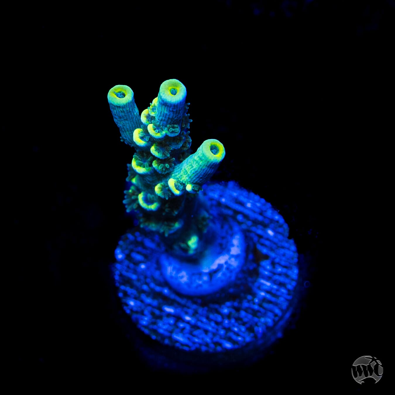 WWC Malibu Surfer Acropora