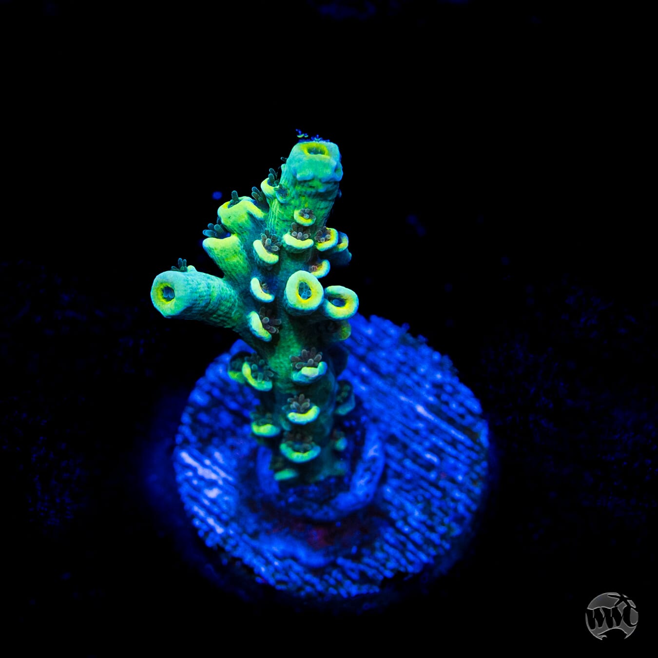 WWC Malibu Surfer Acropora
