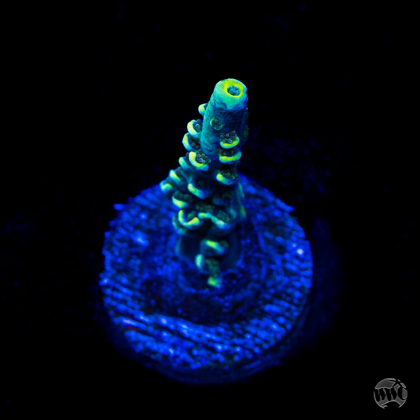 WWC Malibu Surfer Acropora